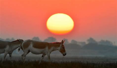 Wildlife Tour To Little Rann Of Kutch