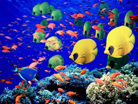 Coral reef fish | Earth Blog