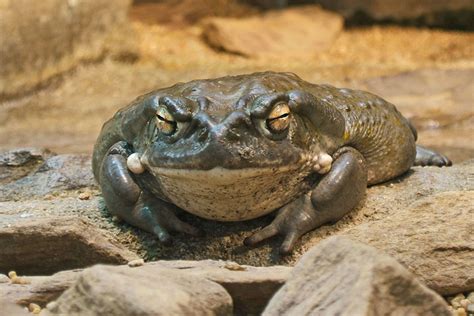 Colorado River Toad: Natural History and Psychedelic Traits