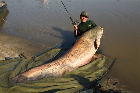 Mekong Giant Catfish - Brilliant News