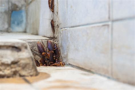 Cockroach Infestation: Signs, Risks, and Removal Solutions - James River Pest Solutions