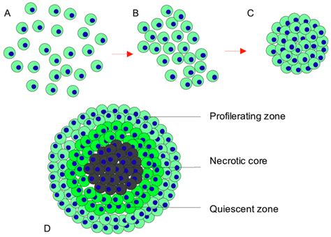 The Role Of Cell Type In Multicellular Tumor Spheroid Formation – faCellitate