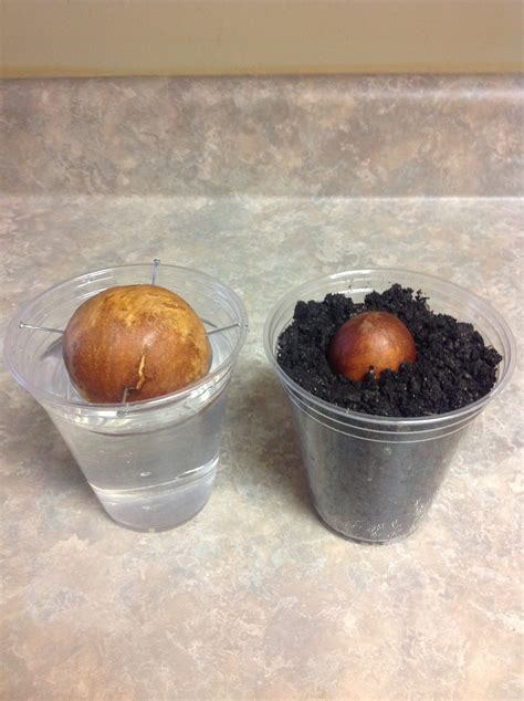 Avocado | Avocado seed germination and seed differences