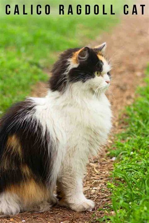 Calico Ragdoll Cat - Can Ragdolls Have Calico Coloring?