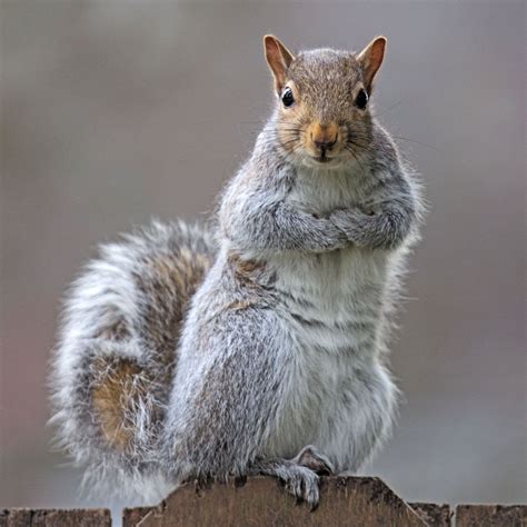 Eastern gray squirrel 34 by EasternGraySquirrel on deviantART | Eastern ...