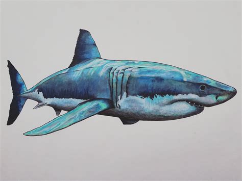 Shark Pencil Drawing: A Step-by-Step Guide to Capturing the Essence of the Ocean's Predators