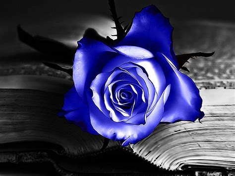 Blue Rose Quotes. QuotesGram