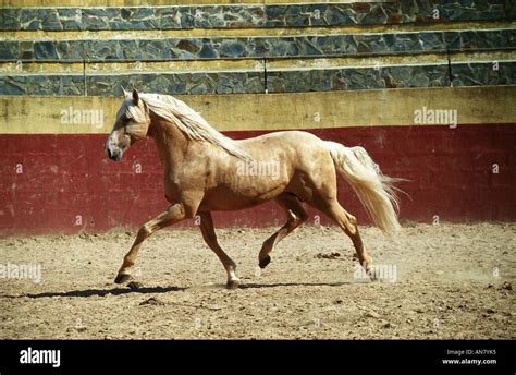 Lusitanian horse (Equus przewalskii f. caballus), running, Portugal ...