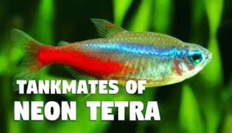 Neon Tetra Tank Mates: 17 Best Fish Friends You Have To Know ...