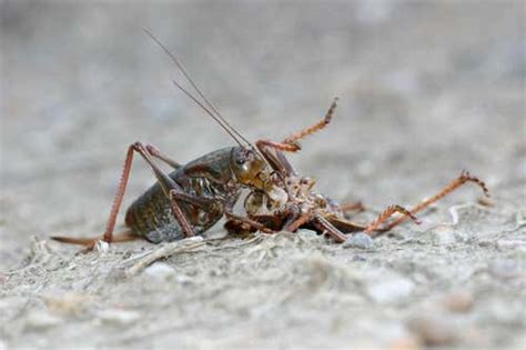 March of the Mormon cricket cannibals | New Scientist