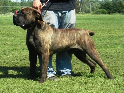 American Bandogge Mastiff ( Bulldog Mastiff Cross) Info, Temperament, Puppies, Pictures