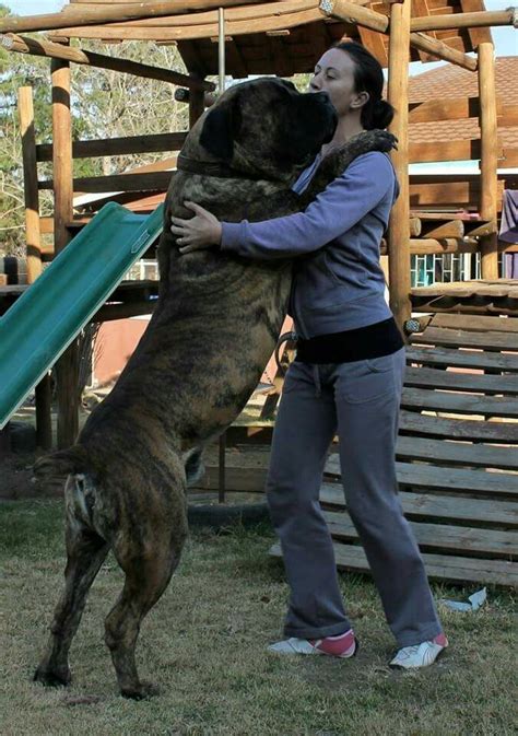 Boerboel | Large dog breeds, Bull mastiff dogs, Giant dogs