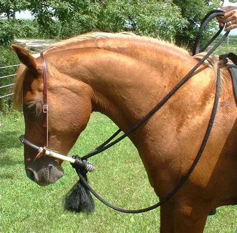 Top 293 ideas about Horse Tack on Pinterest | Headstall, Dressage saddle and Horse saddles