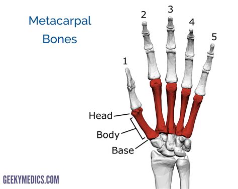 Bones of the Hand | Carpal Bones - Metacarpal bones | Geeky Medics