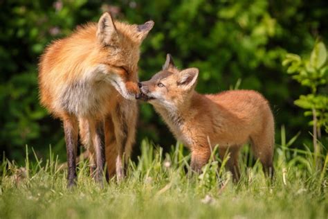 Fox Behavior - All Things Foxes - Behavior and Habits