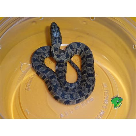 Diamondback Water Snake – baby – Strictly Reptiles Inc.