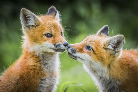 Quebec | Baby Foxes