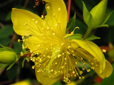 Mellow Yellow Monday - Garden Flowers