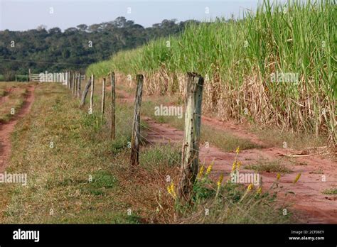 sugar cane plantation on countryside of Brazil Stock Photo - Alamy