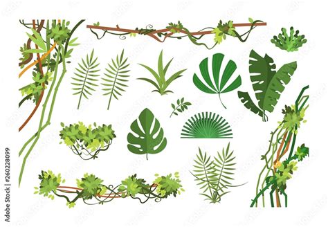 Jungle vine. Cartoon rainforest leaves and liana overgrown plants. Isolated vector set of exotic ...