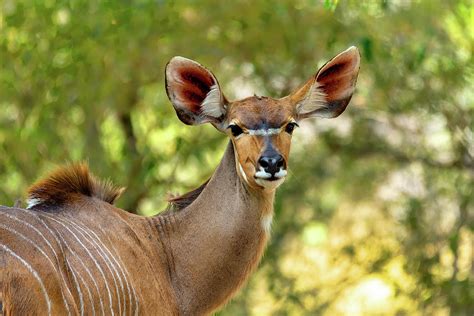 antelope female Kudu, Bwabwata, Namibia Africa Photograph by Artush ...