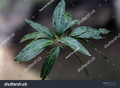 Mango Tree Seeds Start Growing Stock Photo 1767444431 | Shutterstock