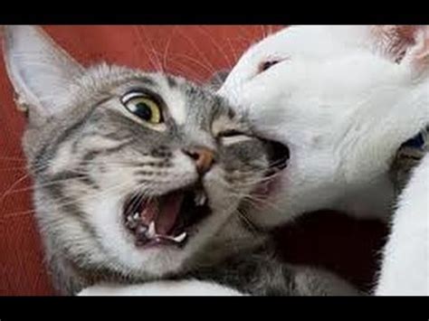 Cat fight , cats fighting over territory - YouTube