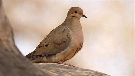 Mourning Dove Meaning And Symbolism - SongbirdHub