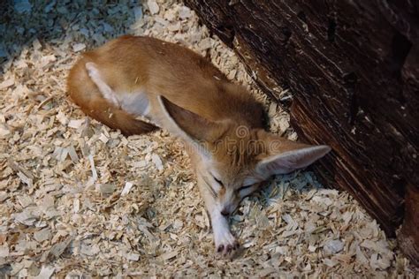 Small Cute Sleeping Fennec Fox Stock Image - Image of resting, vulpes: 193493663