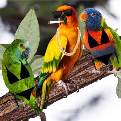 10 Best Funny Parrots images in 2020 | Parrot image, Funny parrots, Parrot