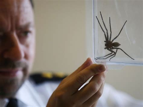 Stowaway! Giant fast-moving huntsman spider with a nasty bite lands in UK | The Independent