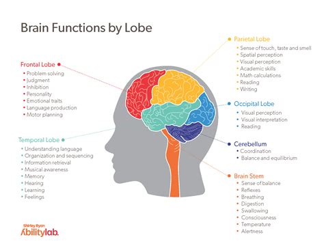 Main Parts Of The Brain And Functions