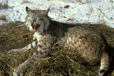 Bobcat hunting season | Michigan Radio