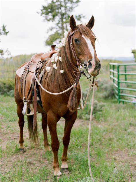 Horse with Saddle and White Flowers