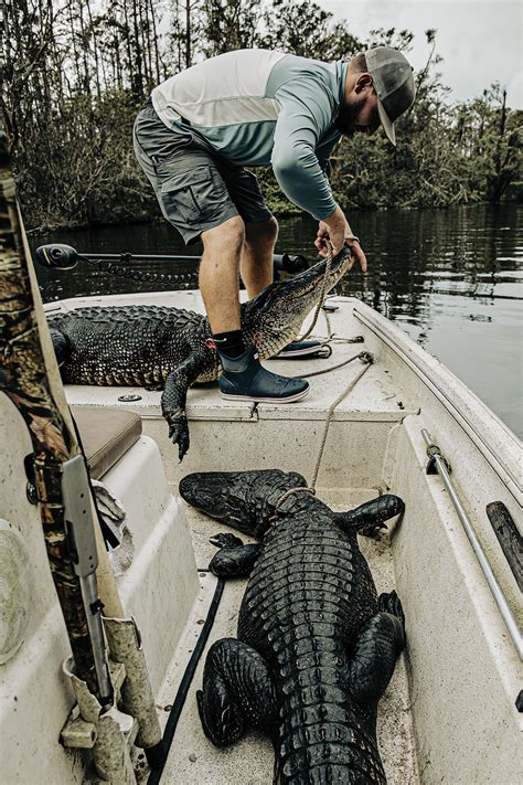 When Is Alligator Hunting Season In Louisiana?