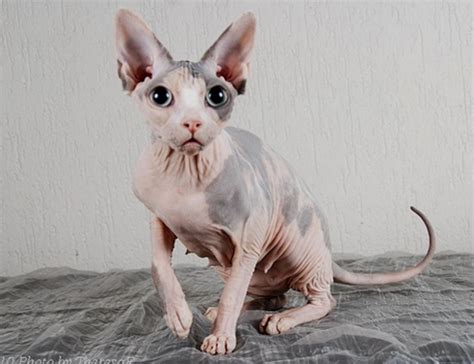 6 World's Weirdest Looking Cat Breeds | HubPages