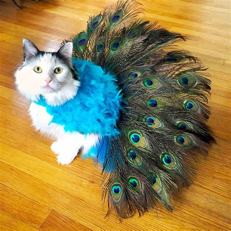 Our Favorite Pet Halloween Costumes of 2015