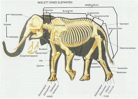 Anatomy of the elephants – Upali.ch