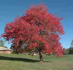 Rhode Island State Tree: Red Maple (Aceraceae Acer rubrum)