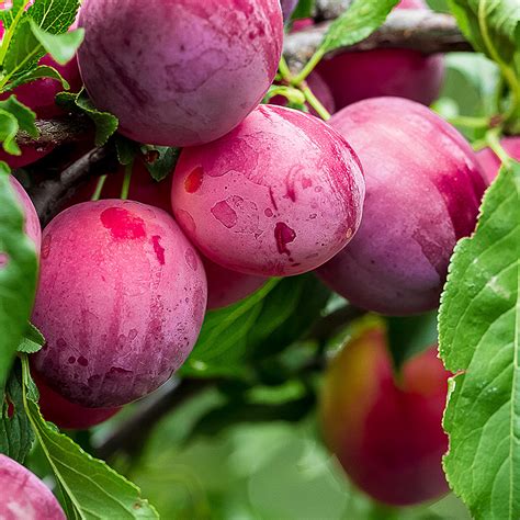 Narrabeen Japanese Plum - Heritage Fruit Trees