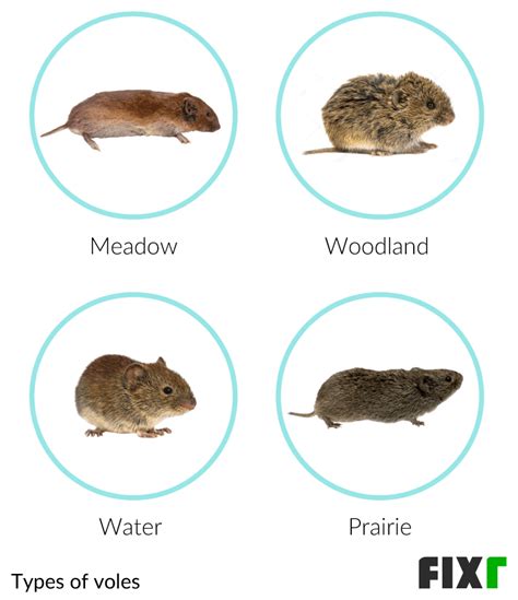 Vole Exterminator Cost | Vole Control Cost | Fixr