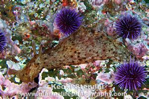 California Sea Hare, Aplysia californica