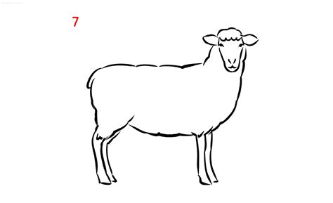 Sheep Farm Animals Easy Drawing How To Draw A Sheep