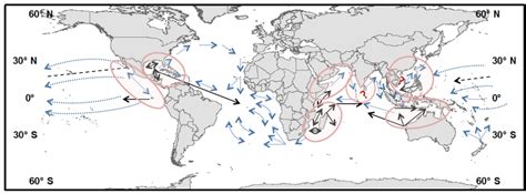 Migration - Whale Sharks