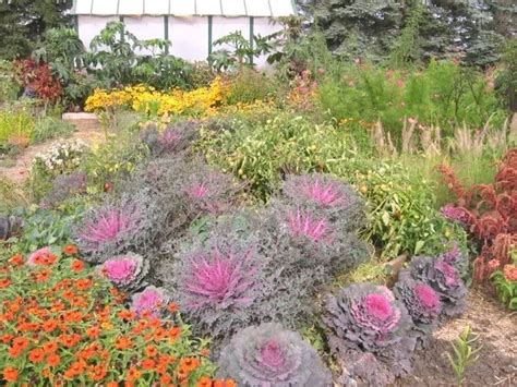 50 MIXED ORNAMENTAL CABBAGE Flowering Cabbage Brassica Oleracea Seeds - Etsy