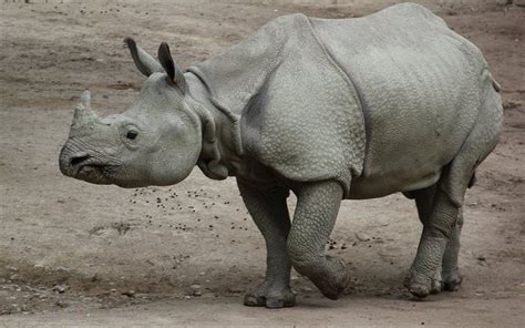 Scarica sfondi Rinoceronte indiano, Asiatico, rhinoceros, fauna selvatica, Asia, Rhinoceros per ...