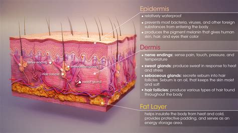 Skin Layer Diagram Labeled