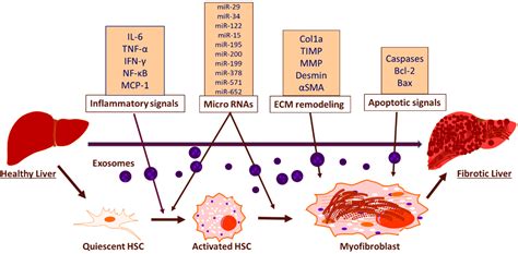 IJMS | Free Full-Text | Elucidating Potential Profibrotic Mechanisms of Emerging Biomarkers for ...