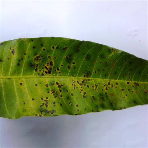 Mango Leaf Disease Dataset | Kaggle