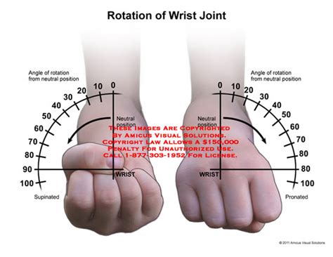 wrist – Anatomy Exhibits